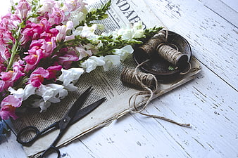 Pink and white snapdragons with vintage scissors and twine on newspaper