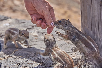 Hand Feeding Cute Chipmunks Outdoors