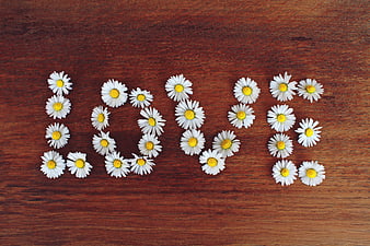 Daisies spelling LOVE on wooden background