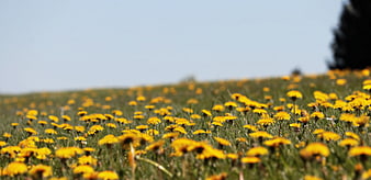 Yellow Dandelions in a Green Meadow Field