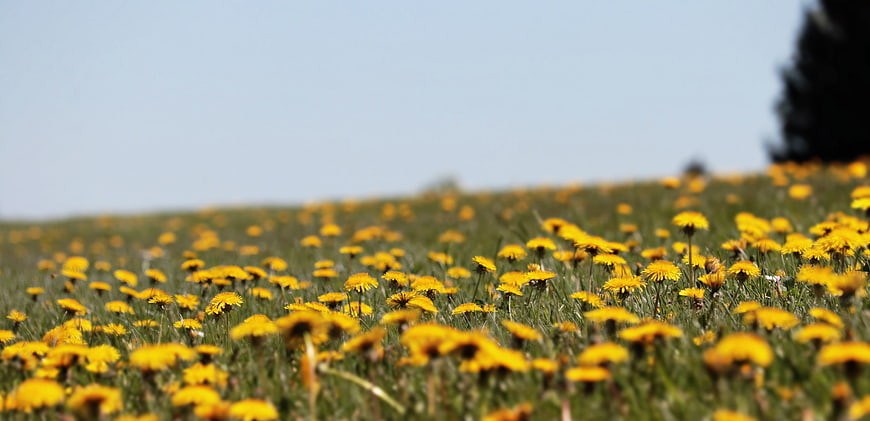 Yellow Dandelions in a Green Meadow Field