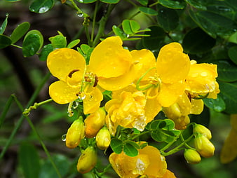 Close-up of vibrant yellow flowers with raindrops