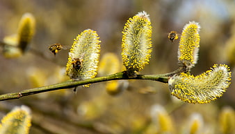 Honey bees pollinating yellow willow catkins in spring