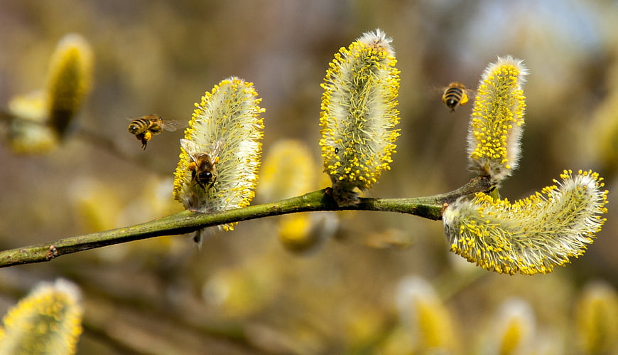 Honey bees pollinating yellow willow catkins in spring
