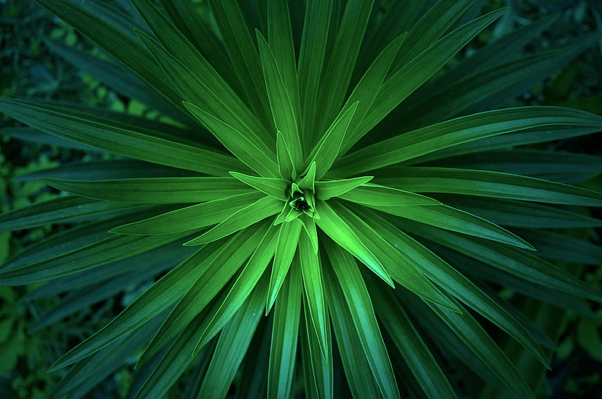 Top-down view of vibrant green lily plant leaves