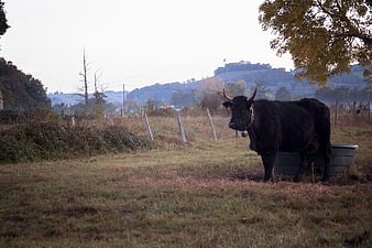 Black cow standing in misty autumn pasture