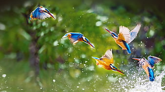 Five colorful kingfishers flying over water with splashes
