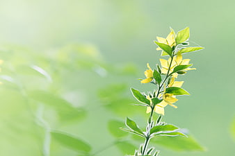 Yellow wildflowers on green stem with blurred background