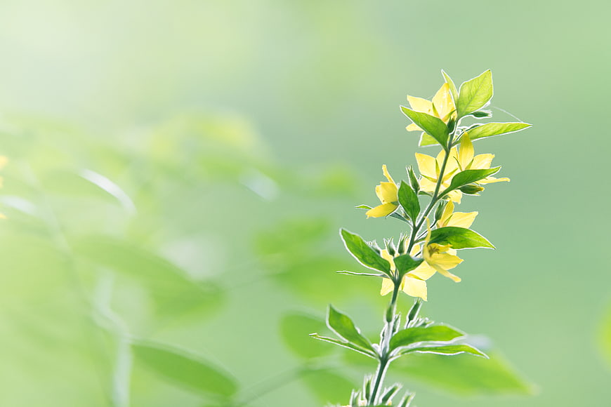 Yellow wildflowers on green stem with blurred background