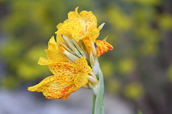 Yellow Canna Lily with Red Spots Close-Up