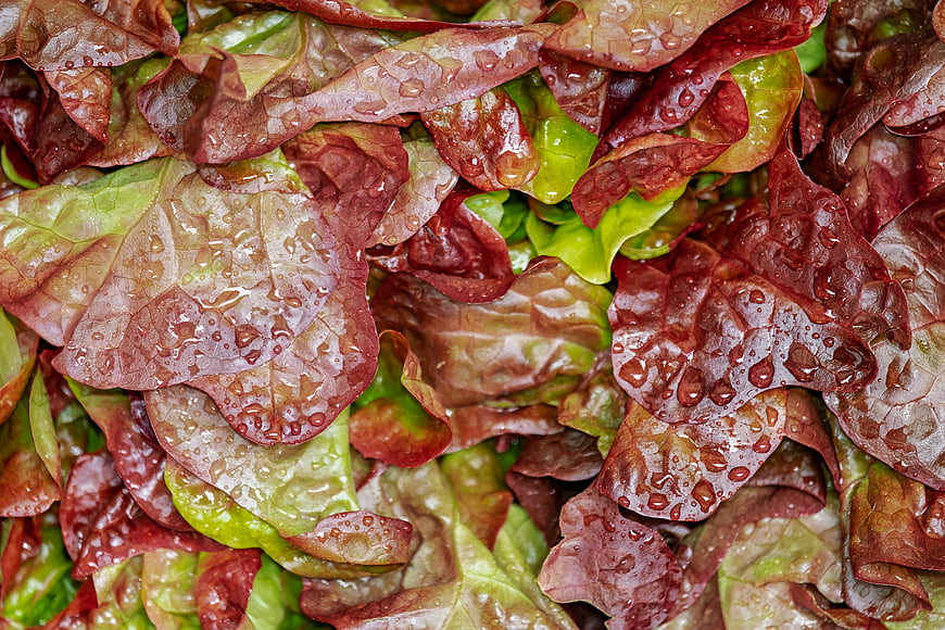 Close-up of fresh red and green lettuce with water droplets