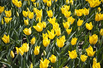 Vibrant yellow tulips blooming in a sunny spring garden