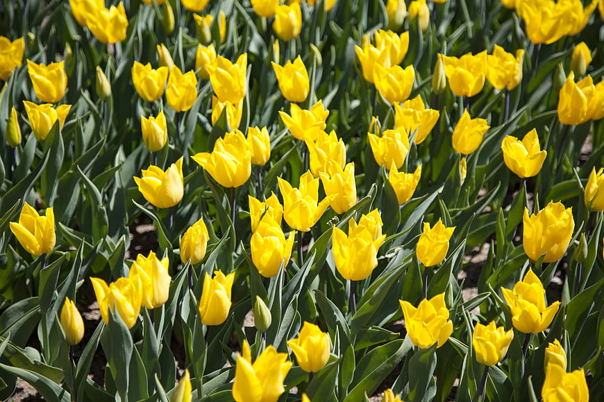 Vibrant yellow tulips blooming in a sunny spring garden