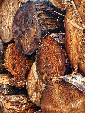 Stacked cut wood logs with detailed grain texture