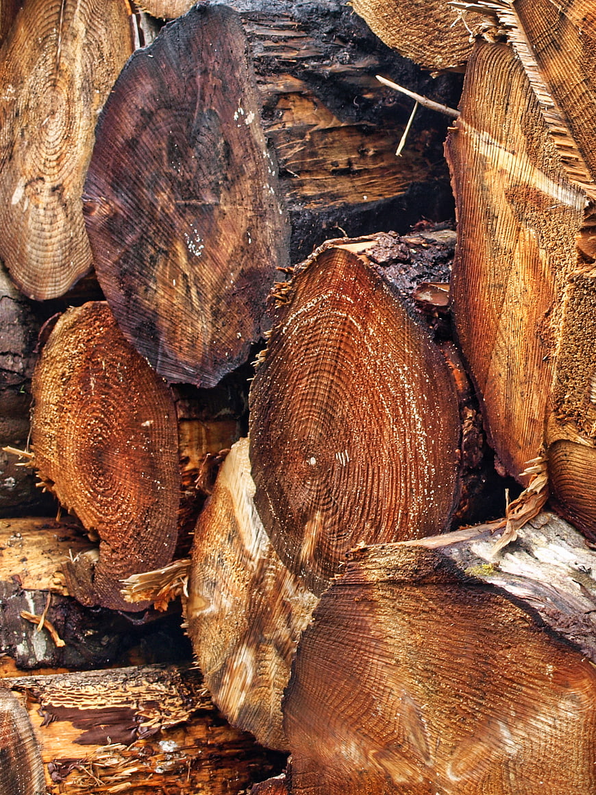 Stacked cut wood logs with detailed grain texture