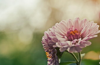 Close-up of delicate pink aster flowers with blurred background