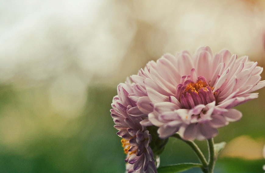 Close-up of delicate pink aster flowers with blurred background