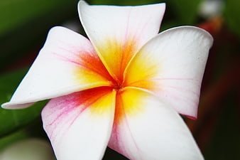 Close-up of a white and yellow plumeria flower