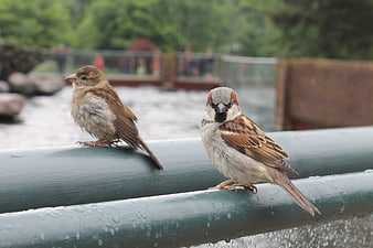 Two sparrows perched on a wet railing near a river