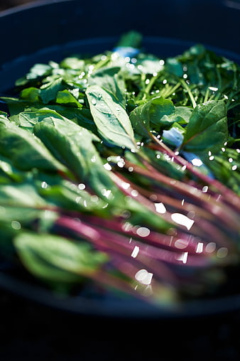 Fresh Swiss Chard with Water Droplets in Bowl