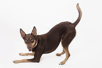 Australian Kelpie Dog In Playful Play Bow On White Background
