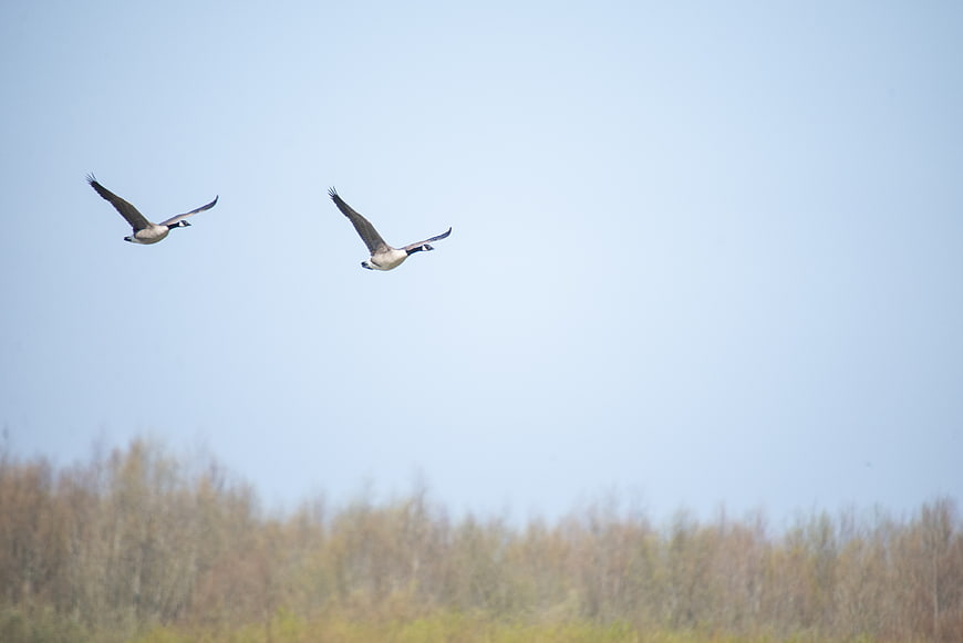 Two Canadian Geese Flying Over Spring Forest