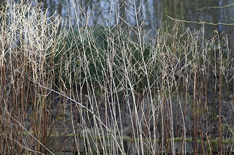 Dried winter plant stems in a garden
