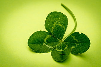 Four-Leaf Clover on Green Background