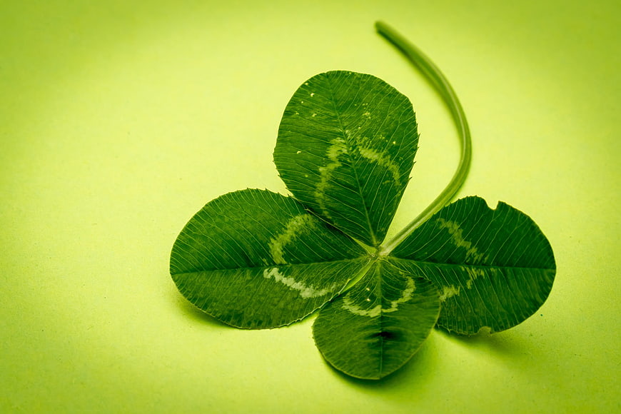 Four-Leaf Clover on Green Background