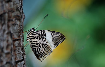Close-up of Zebra Mosaic Butterfly on Tree Bark