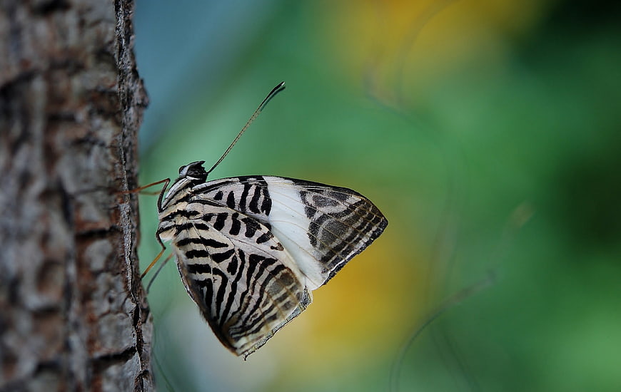 Close-up of Zebra Mosaic Butterfly on Tree Bark