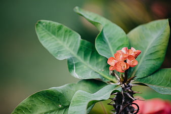 Crown of Thorns Flower Close-Up with Green Leaves