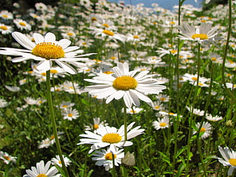 White daisies blooming in a sunny summer meadow