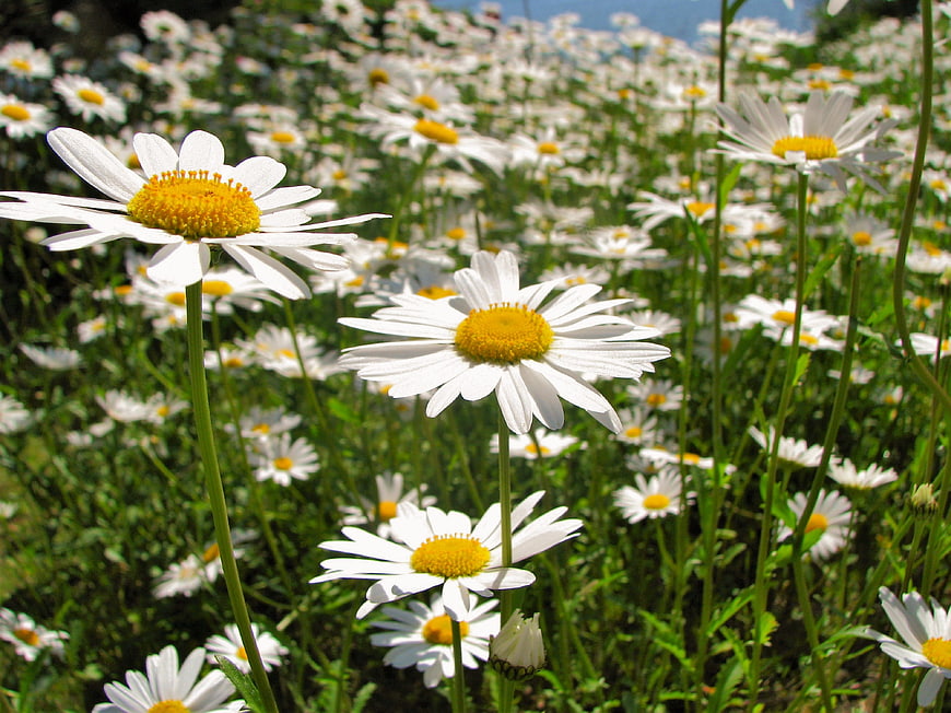 White daisies blooming in a sunny summer meadow