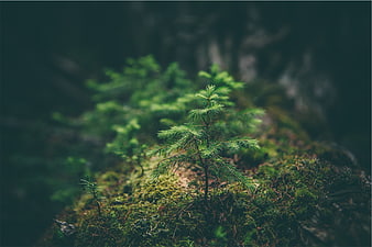 Small Pine Sapling Growing on Mossy Forest Floor