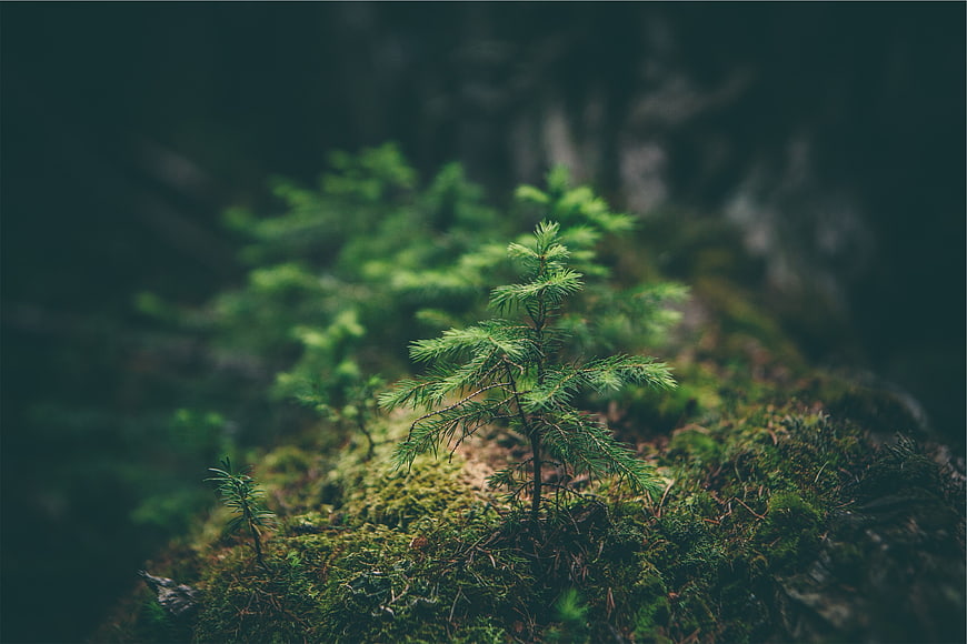 Small Pine Sapling Growing on Mossy Forest Floor