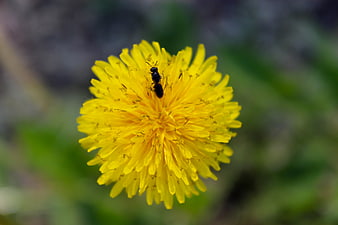 Close-up of a small black insect on a yellow dandelion flower