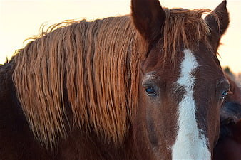 Close-up portrait of a brown horse with white blaze