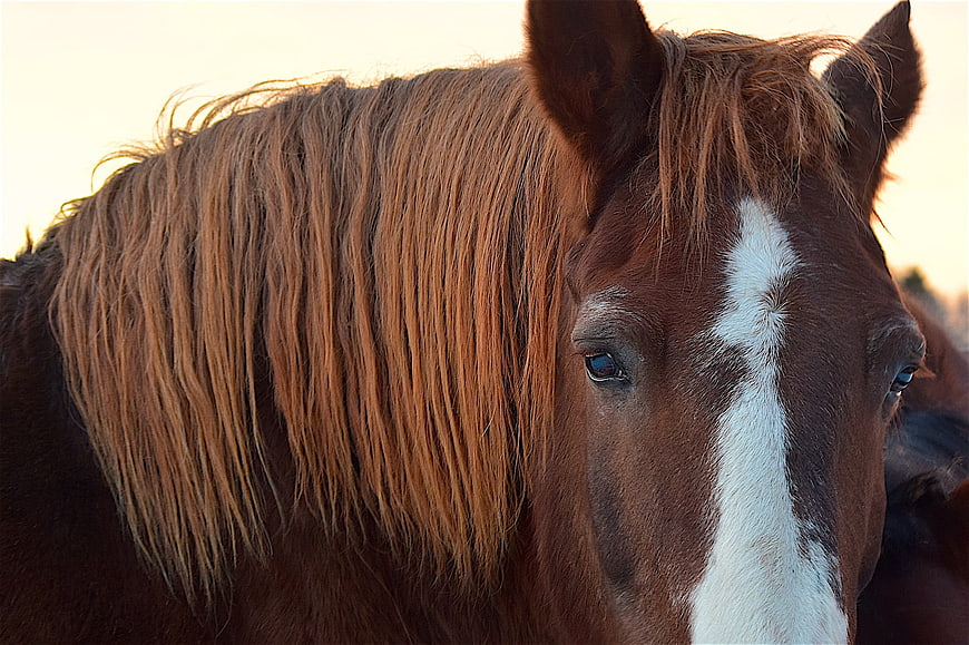 Close-up portrait of a brown horse with white blaze