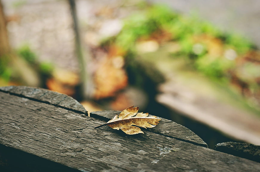 Dried oak leaf on weathered wooden bench in autumn