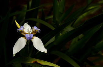 White and Blue Iris Flower with Green Leaves