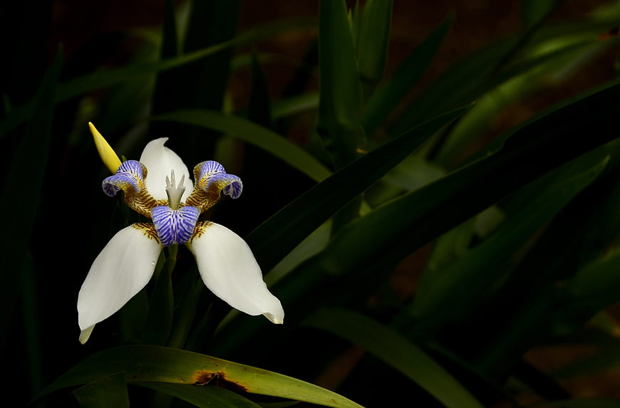 White and Blue Iris Flower with Green Leaves