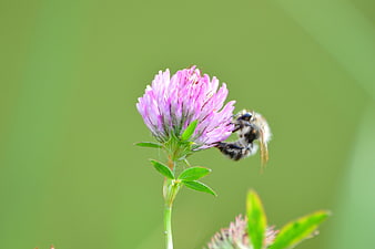 Bumblebee Pollinating Pink Clover Flower on Green Background