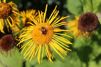 Close-up of a bee on a yellow Inula flower in a garden