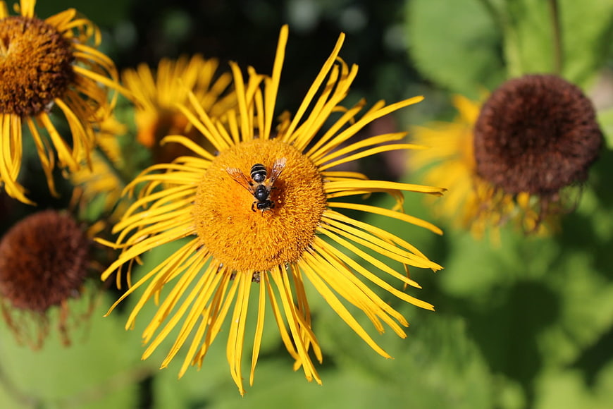Close-up of a bee on a yellow Inula flower in a garden