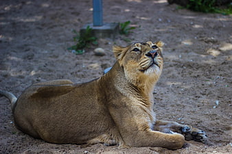 Lioness resting on sandy ground looking up
