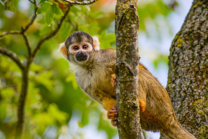 Cute Squirrel Monkey Clinging to Tree Branch in Forest