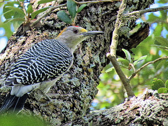 Red-bellied Woodpecker Perched on Tree Bark