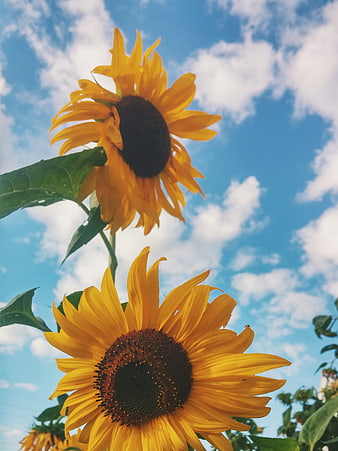 Vibrant Sunflowers Against Blue Sky with White Clouds