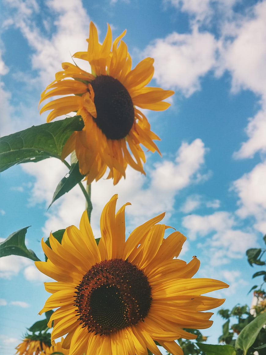 Vibrant Sunflowers Against Blue Sky with White Clouds